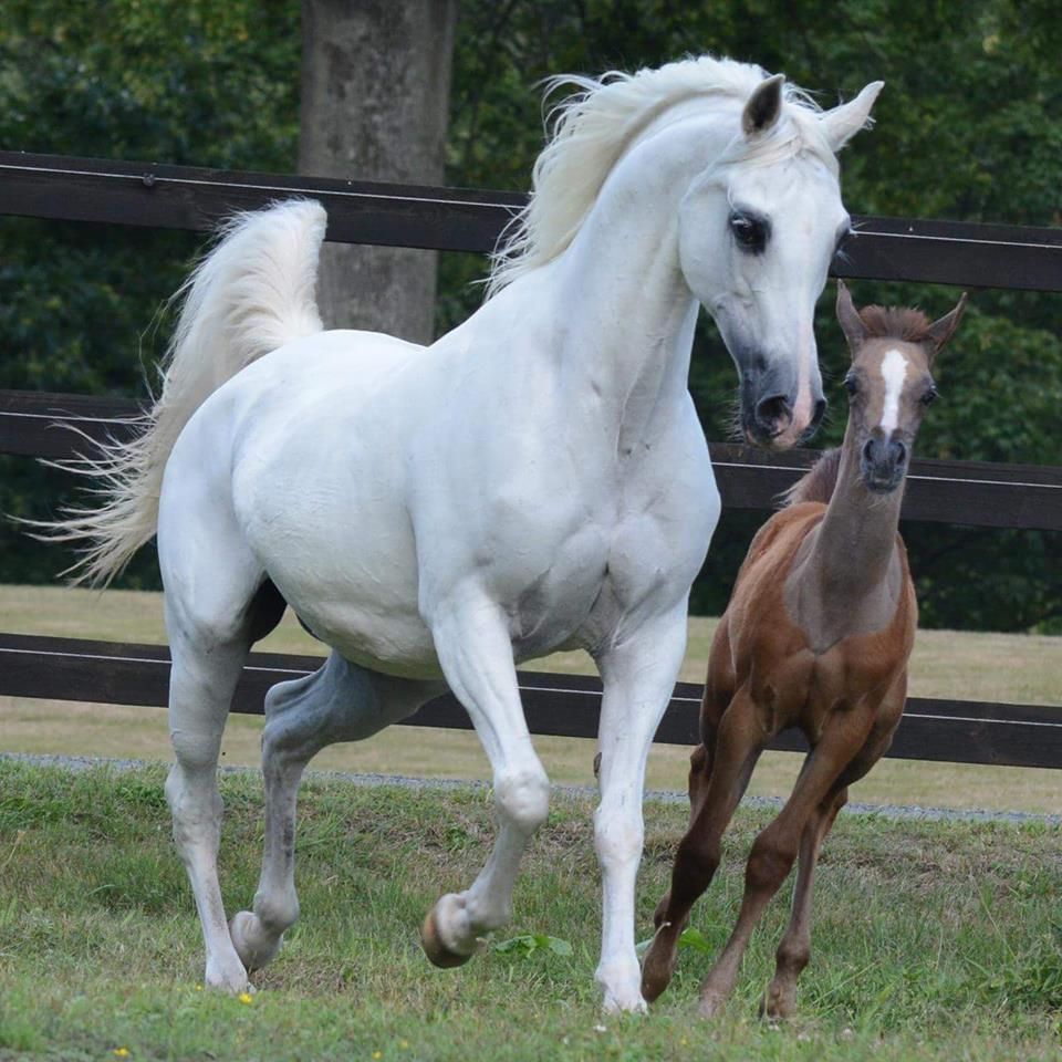 Arab Foals